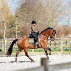 2023 PS Of Sweden Signature Dressage Saddle Pad 1110-040 - Olive Colour Olive -Equestrian Sports Series 6077 202320PS20Of20Sweden20Signature20Dressage20Saddle20Pad201110 04020 20Olive20Lifestyle.700x700