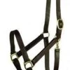 Gatsby Economy Leather Halter -Equestrian Sports Series c282987