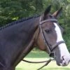KL Select Black Oak Spruce Hunter Bridle 2 KL Select Black Oak Spruce Hunter Bridle -Equestrian Sports Series dsc 0197