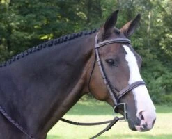 KL Select Black Oak Spruce Hunter Bridle